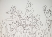 /album/ann-mortimer2/irises-drawing-jpg1/