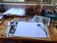 /album/ann-mortimer2/irises-in-studio-jpg1/