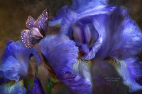 /album/carol-cavalaris2/goddess-of-mystery-carol-cavalaris-009-jpg1/