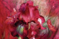 /album/carol-cavalaris2/goddess-of-passion-carol-cavalaris-003-jpg1/