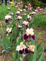 /album/galerie-de-photos-floraisons/a06-jpg/
