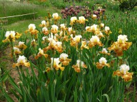 /album/galerie-de-photos-floraisons/a07-jpg/