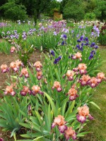 /album/galerie-de-photos-floraisons/a10-jpg/