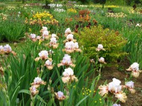 /album/galerie-de-photos-floraisons/a11-jpg/