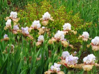 /album/galerie-de-photos-floraisons/a12-jpg/