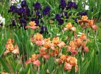 /album/galerie-de-photos-floraisons/a15-jpg/