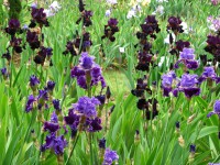 /album/galerie-de-photos-floraisons/a16-jpg/