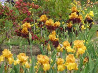 /album/galerie-de-photos-floraisons/a17-jpg/
