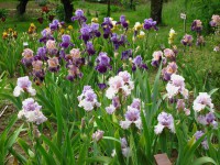 /album/galerie-de-photos-floraisons/a19-jpg/