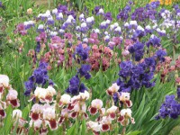 /album/galerie-de-photos-floraisons/image5-jpg/