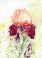 /album/quathy/quathy-aquarelle-iris-439x600-jpg/