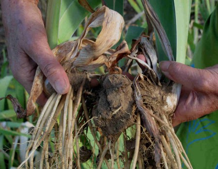 Division des rhizomes