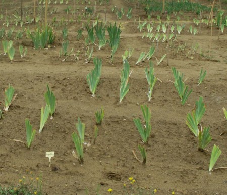 I: Distances de plantation